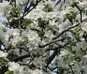 Jabłoń, Wiosna, Kwitnąca