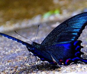 Niebieski, Motyl