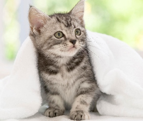 Ręcznik, Kot