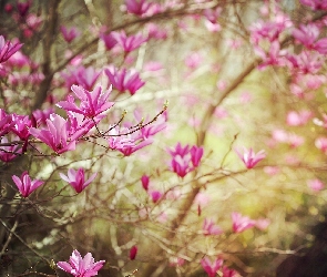 Magnolia, Kwiatki, Gałązka, Różowe
