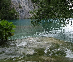 Gałęzie, Zarośla, Rzeka