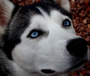 Siberian Husky