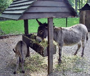 Korytko, Siano, Osiołek