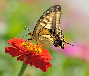 Pomarańczowa, Motyl, Cynia