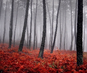 Runo, Czerwone, Las, Jesienią