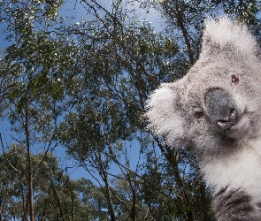 Koala, Drzewa, Miś