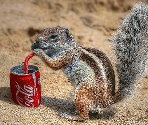 Chipmnuk, Cola, Ziemna, Spragniona, Wiewiórka