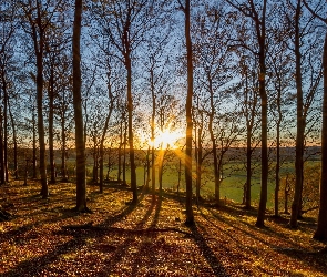 Las, Niebo, Promienie, Słońca, Drzewa