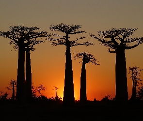 Drzewa, Zachód Słońca, Baobab