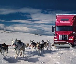 Ciężarówka, Śnieg, Psy, Zaprzęg