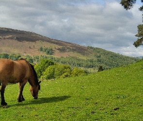 Koń, Pastwisko