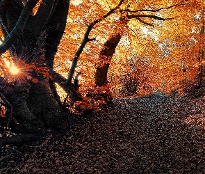 Drzewa, Jesień, Ścieżka, Liście, Promienie, Słońca, Żółte