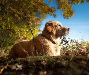 Golden Retriever, Las, Spacer