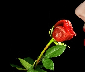 Róża, Czerwień, Usta, Nos, Profil