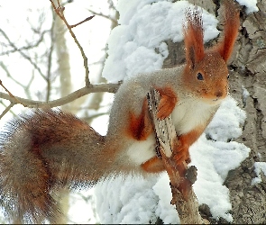 Konary, Śnieg, Wiewiórka, Drzewa