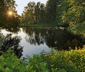 Rzeka, Słońca, Krzewy, Promienie, Las