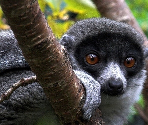 Drzewo, Lemur