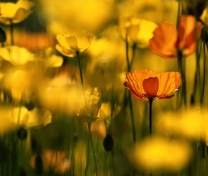 Żółte, Zbliżenie, Kwiaty