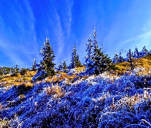 Trawa, Szron, Choinki