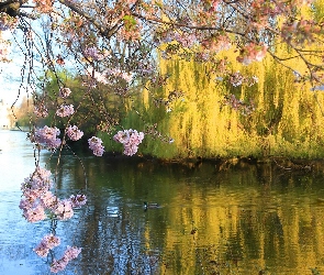 Kwitnące, Park, Zarośla, Drzewo, Rzeczka