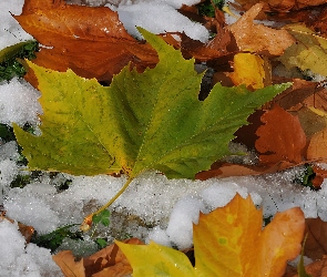 Śnieg, Pierwszy, Jesienne, Liście