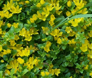 Drobne, Kwiatuszki, Żółte