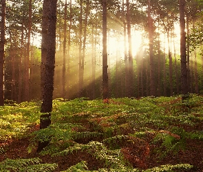 Promienie, Słońca, Las