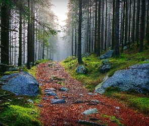 Dróżka, Kamienie, Las