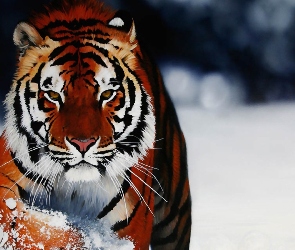 Zima, Śnieg, Tygrys