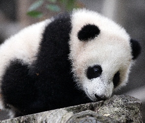 Mała, Kamień, Panda