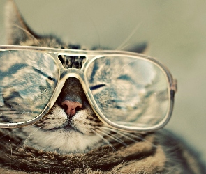 Okulary, Kot
