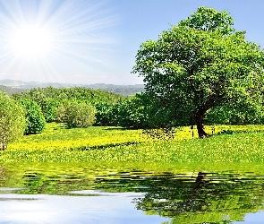 Lato, Słońce, Drzewo, Łąka