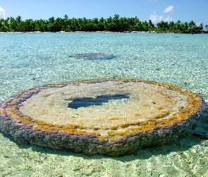 Atoll, Mały, Morze, Palmy