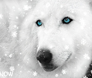 Płatki, Siberian Husky, Śniegu