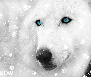 Śniegu, Siberian Husky, Płatki