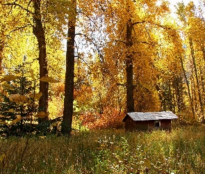 Las, Jesień, Domek