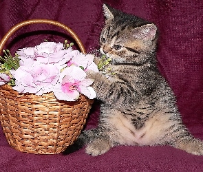 Koszyk, Kwiatki, Kotek