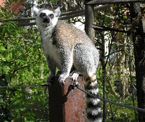 Drzewa, Liny, Lemur, Słupek