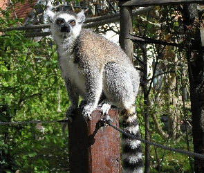 Lemur, Drzewa, Liny, Słupek