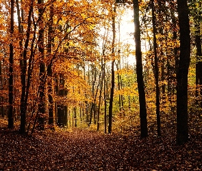 Leśna, Dróżka