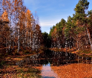 Jesień, Liście, Woda, Las