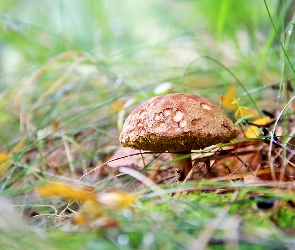 Grzyb, Trawa, Nóżka, Kapelusz