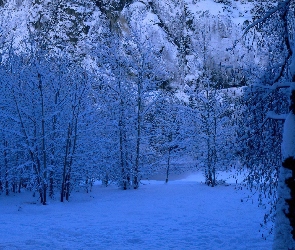 Śnieg, Drzewa