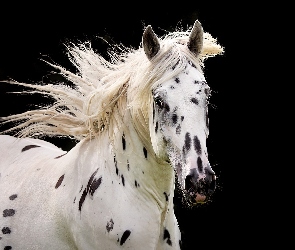 Koń, Pinto