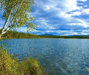 Jezioro, Brzozy