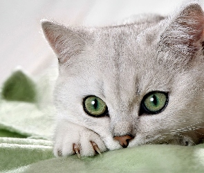 Piękny, Oczy, Kot, Zielone, Biały