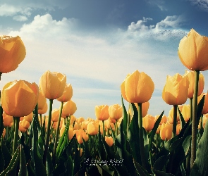 Żółte, Niebo, Tulipany