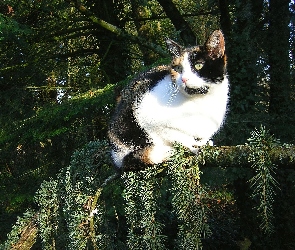 Calico, Las, Kotek