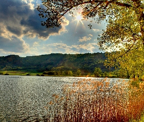 Drzewo, Promienie Słońca, Jezioro