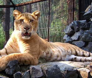 Tygrys, ZOO, Liger